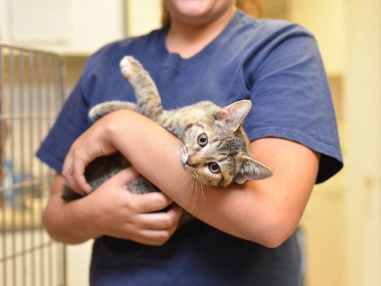 Adopter holding a happy pet